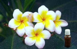 Frangipani Scent Fragrance Oil for Candles